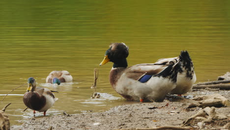 patos alimentándose en la orilla del agua