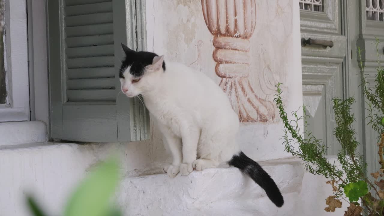 Playful cat in Greece standing on window still of whitewashed house