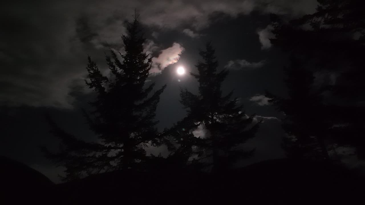 Mystiske, litt uskarpe furuskogskygger som beveger seg i den mørke natten med fullmåne og skyer i bakgrunnen