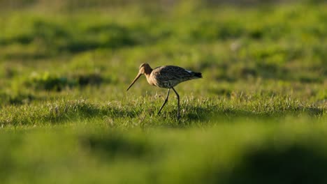 el godwit de cola negra en un campo de hierba