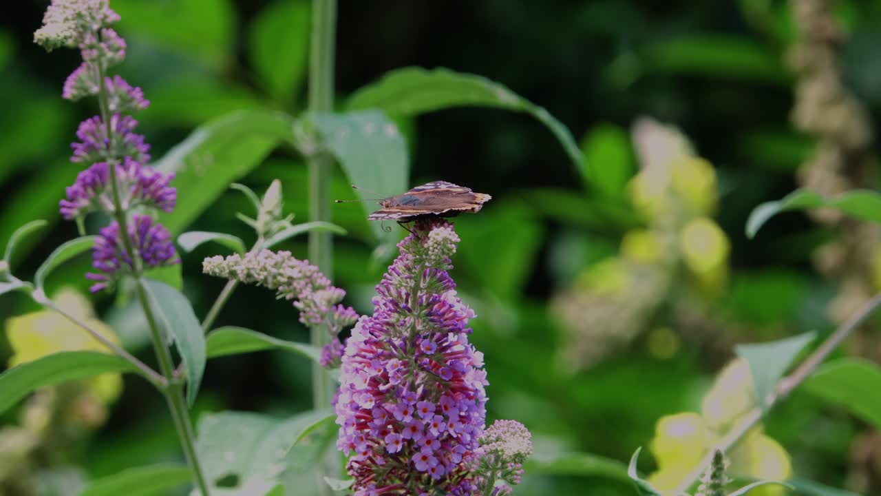 Painted Lady butterfly balancing in top of a buddleia with wings wide open as the breeze moves them both