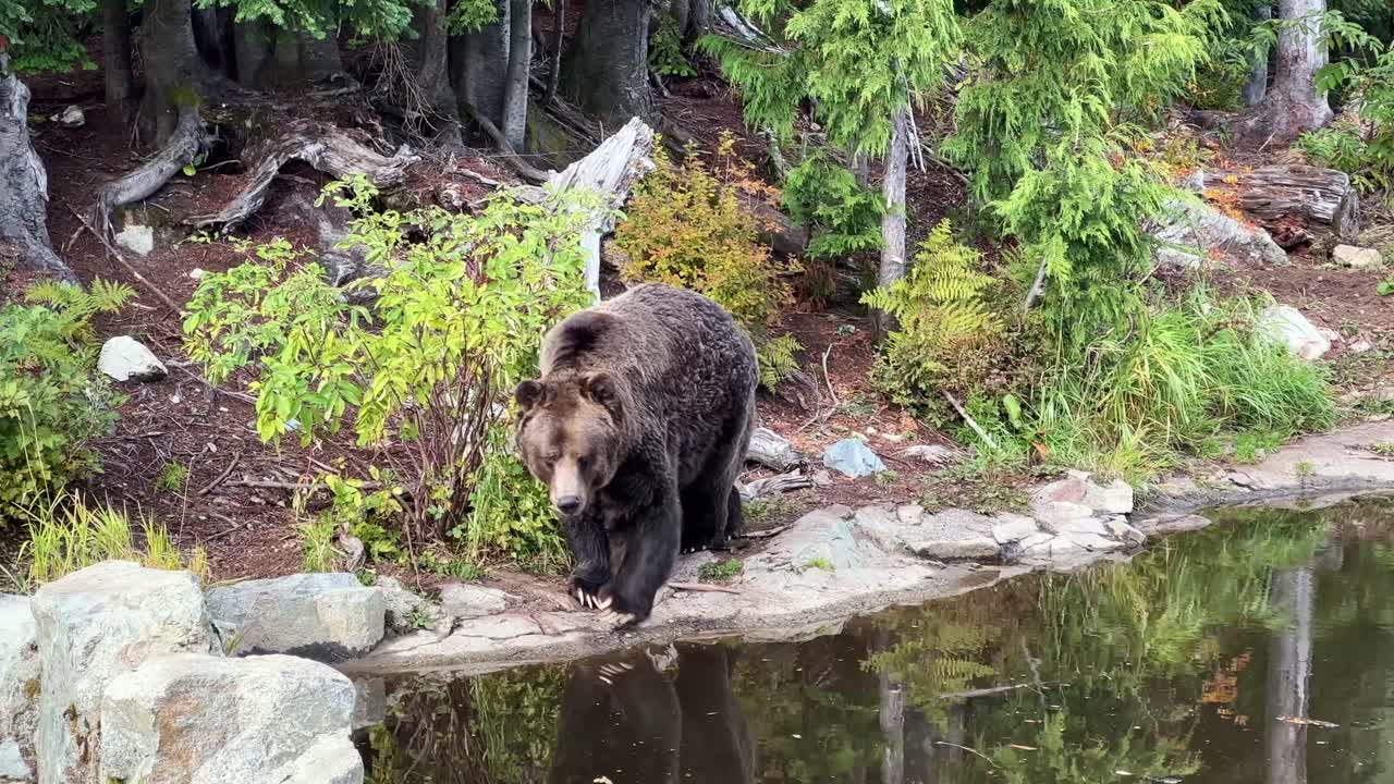 Handheld tracking shot of a rescued grizzly bear swimming in his expansive habitat at Grouse Mountain in North Vancouver, British Columbia, Canada. 4K