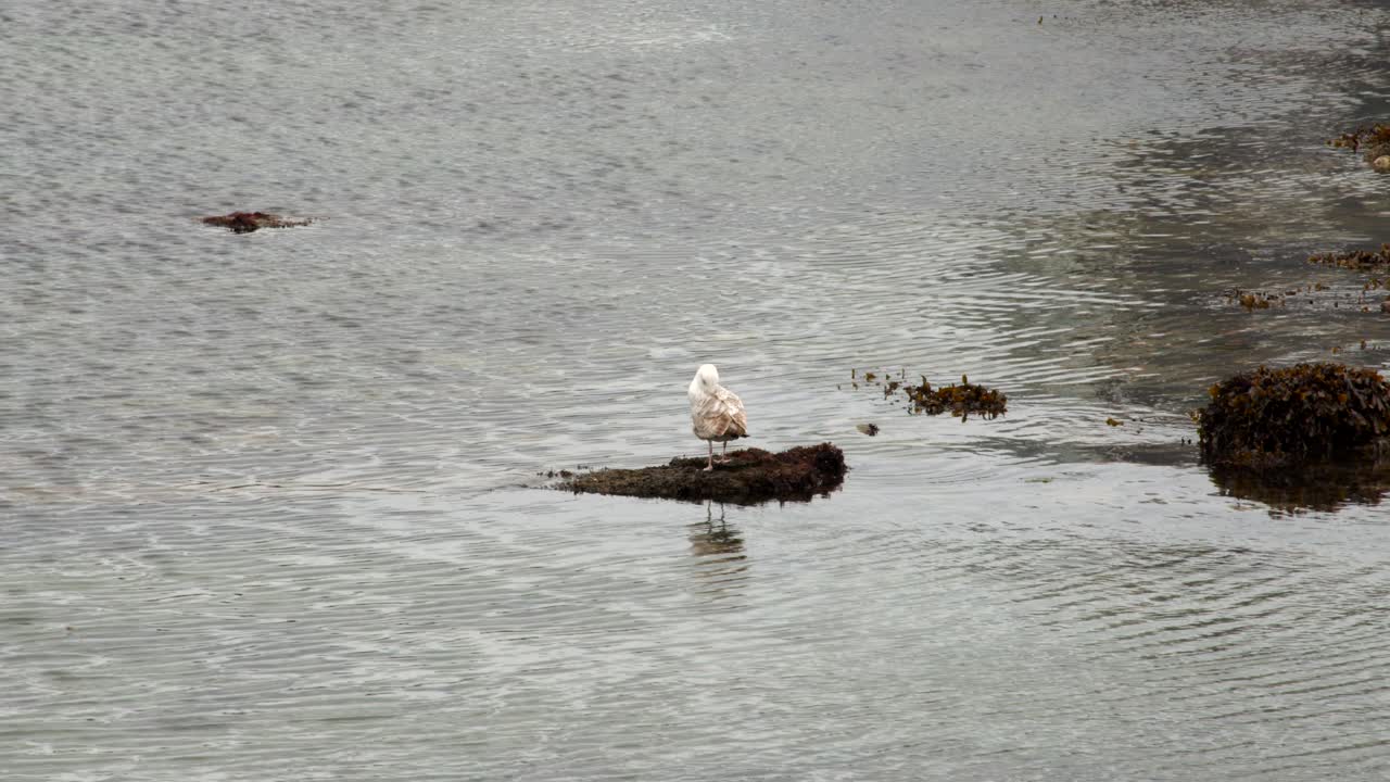 바위 위 에 서 있는 바다 새 가 팔머스 항구 에서 해수면 이 낮을 때 스스로를 청소 하고 있다