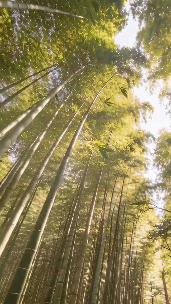 Video verticale: Tronchi di bambù che si ergono in un boschetto, telecamera che si inclina in avanti, foglie che fluttuano nella luce.