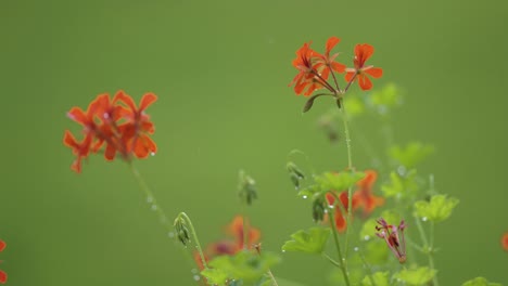 scarlet pelargonium flowers covered with raindrops on the green background