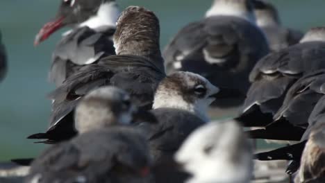 Pájaros-Grandes-10