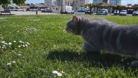 a cat is moving fast in the green grass field in the park area, montpellier - france