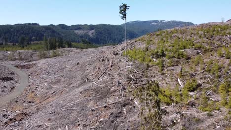 Aerial-View-of-Logged-Forest-of-Port-Alberni,-Vancouver-Island,-Canada