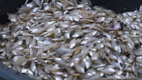 close shot of flies on raw fish