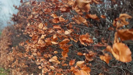 - 3840x2160 resulation 4k -epping forest - london - united kingdom -windy autumn day in the forest - yellow leafs