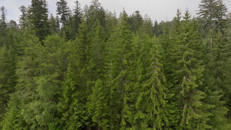 aerial view of a lush coniferous forest