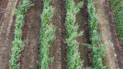 Rows-Of-Riches-In-British-Columbia,-Okanagan:-Eine-Flugreise-über-Apfelbaumfarmen