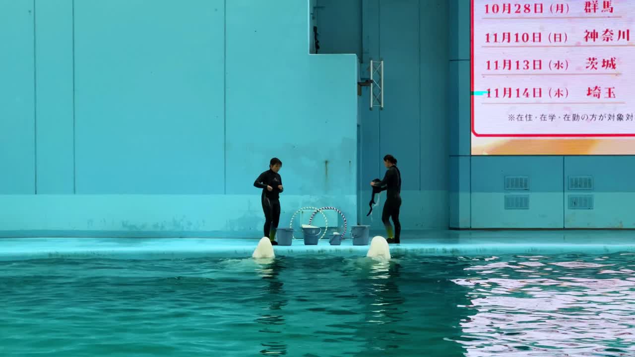 Trainers interact with beluga whales in an aquarium show in Tokyo, indoor setting