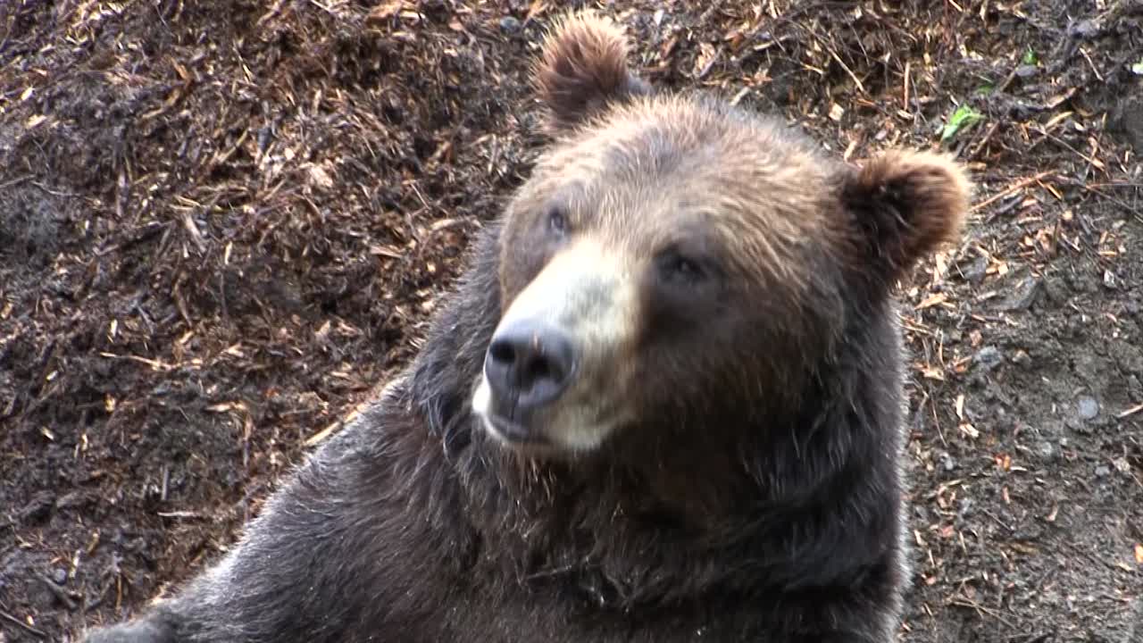 Grande orso nero che apre la bocca