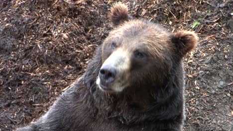 Big-black-bear-opening-his-mouth