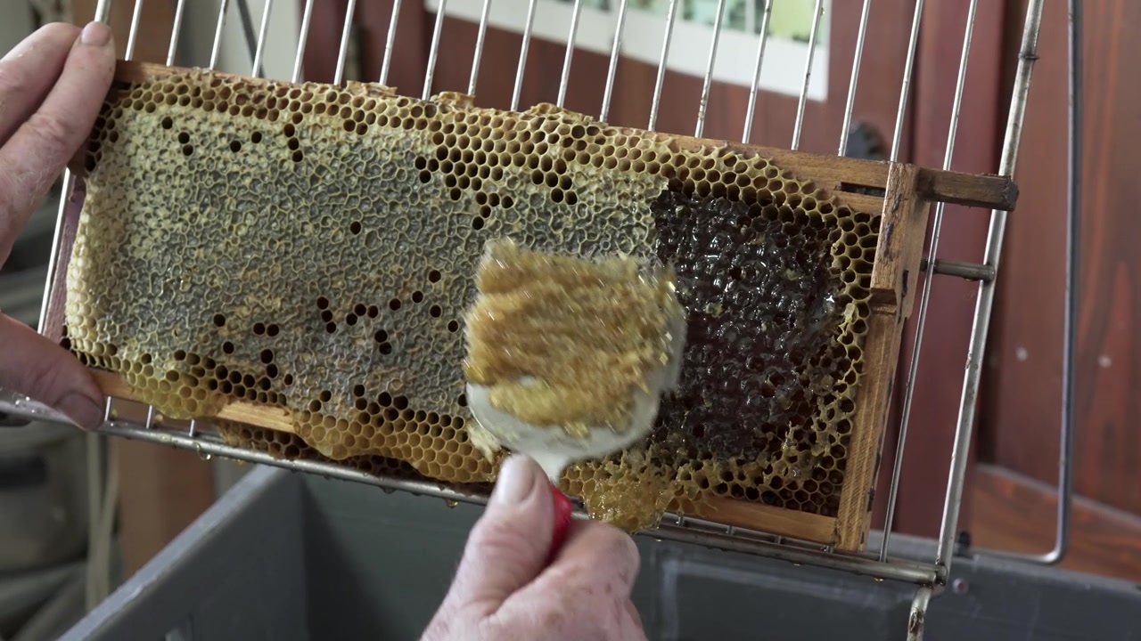 Apicoltore che usa uno strumento per raschiare per estrarre il miele da un favo, raccogliendolo per la lavorazione durante la stagione del raccolto del miele