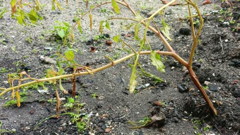 plants that start to grow when it rains