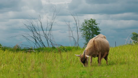 goat in a field