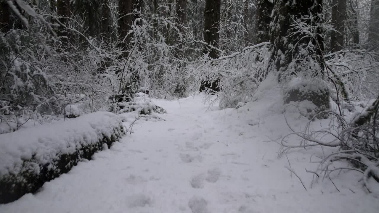 идет по узкой заснеженной тропинке, зима, густой лес, аэрофотосъемка