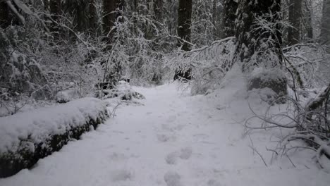 following along a narrow snow covered foot path, winter, dense forest, aerial