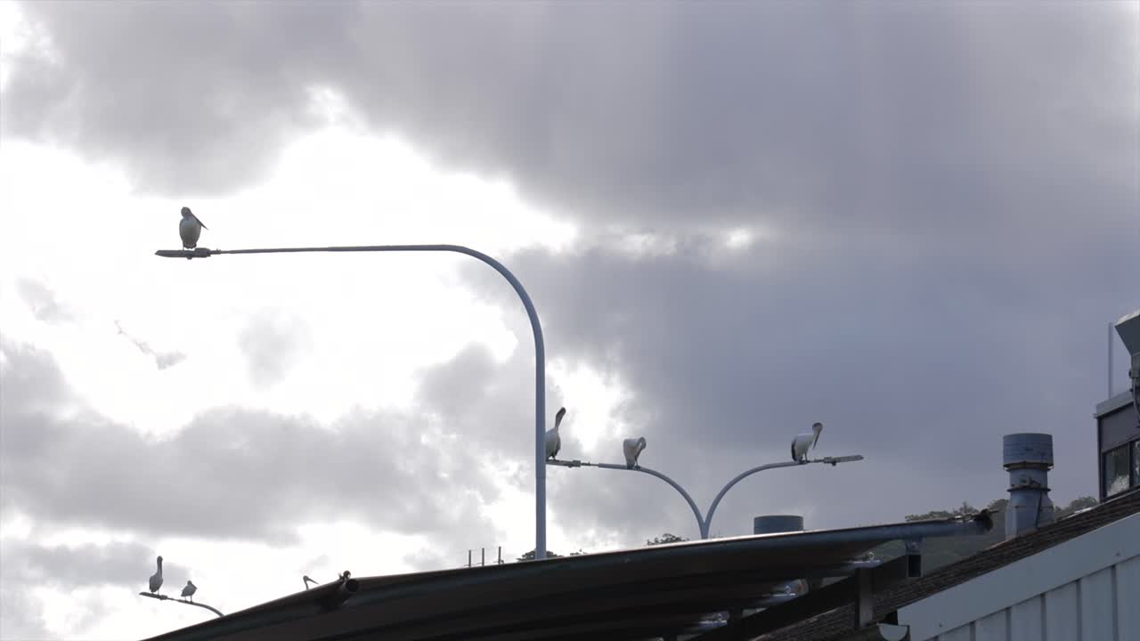 Banyak pelikan bertengger di tiang lampu di Woy Woy, Australia.