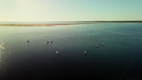 Waterfowl-Birds-Floating-Over-Tranquil-Lake-In-Nature-Park-Habitat