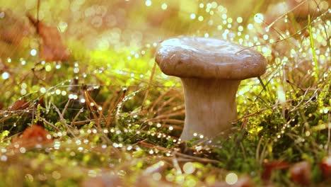 un boleto de hongo en un bosque soleado bajo la lluvia.