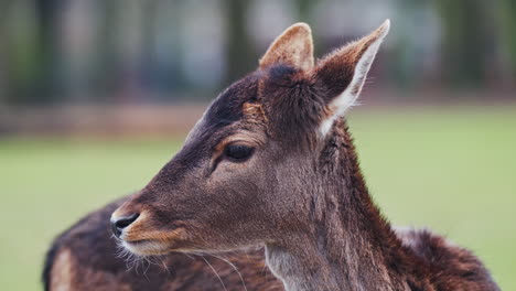 Young-red-deer-hind-turns-head-in-slow-motion-close-up