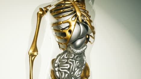 human skeleton bones model with organs