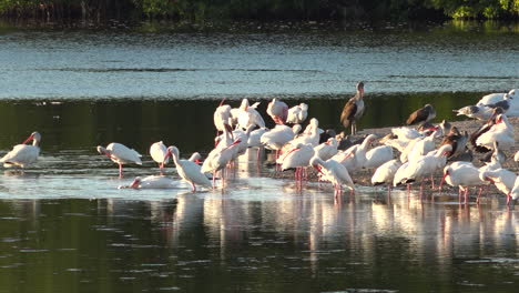 Shorebirds-wade-in-the-golden-light-along-the--shallows-of-the-Florida-coast