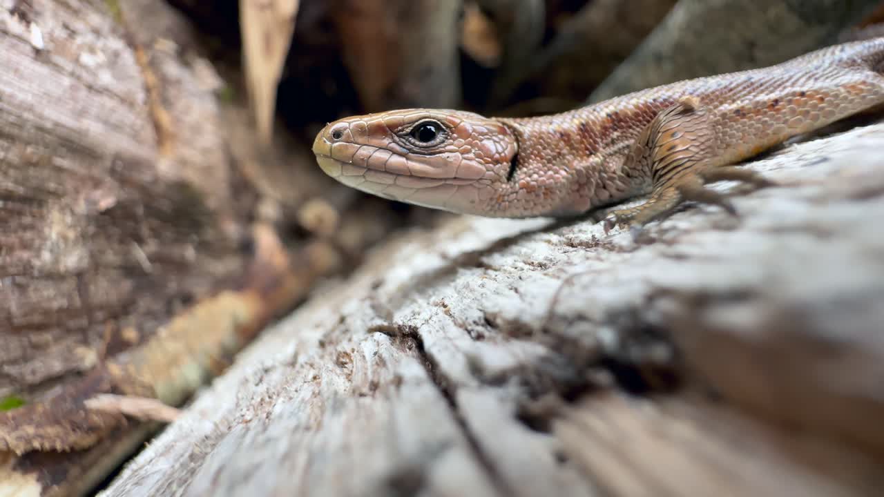 Close-up of Common lizard (Zootoca vivipara) turning its head towards the camera.