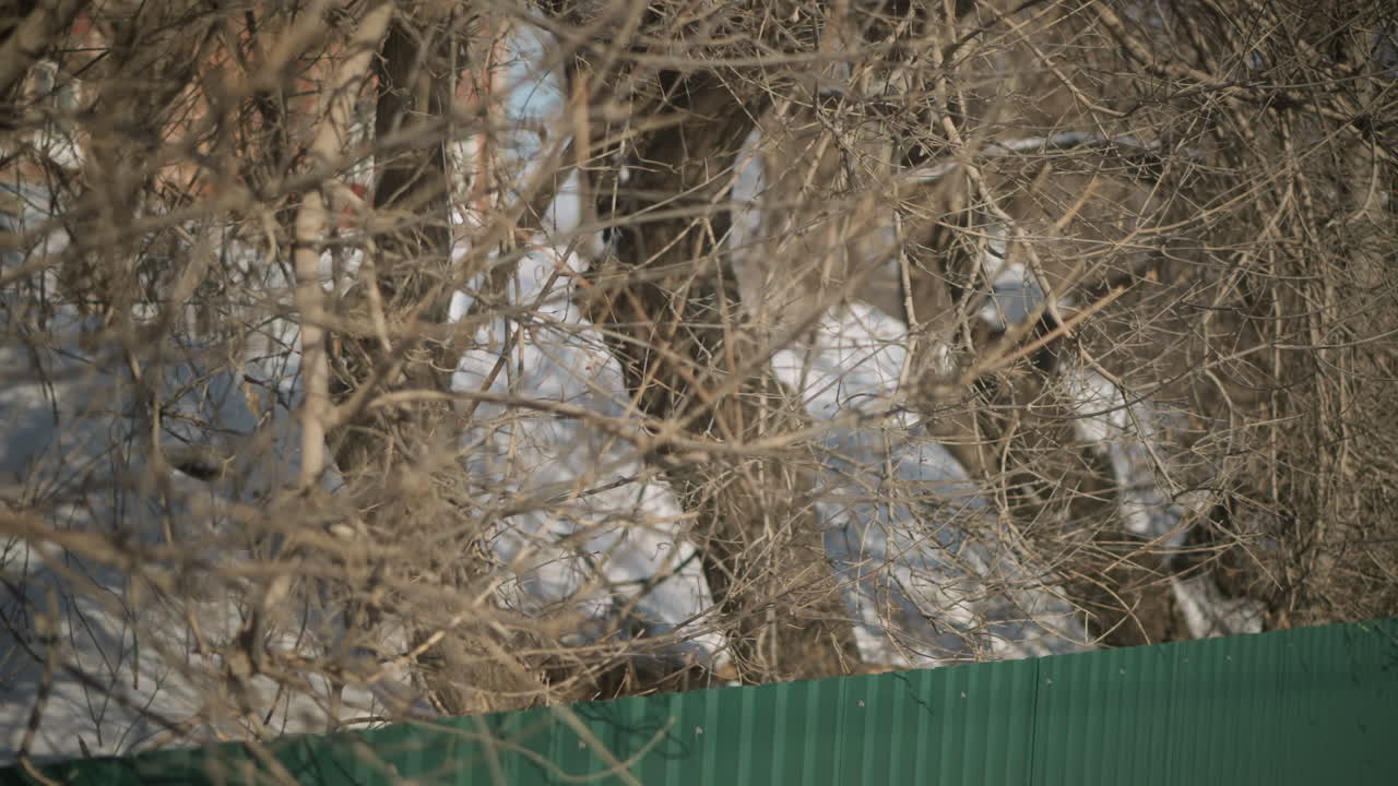 leafless trees with tangled branches pass quickly beyond green fence as moving train travels through snowy winter landscape under bright sunlight, creating sense of motion
