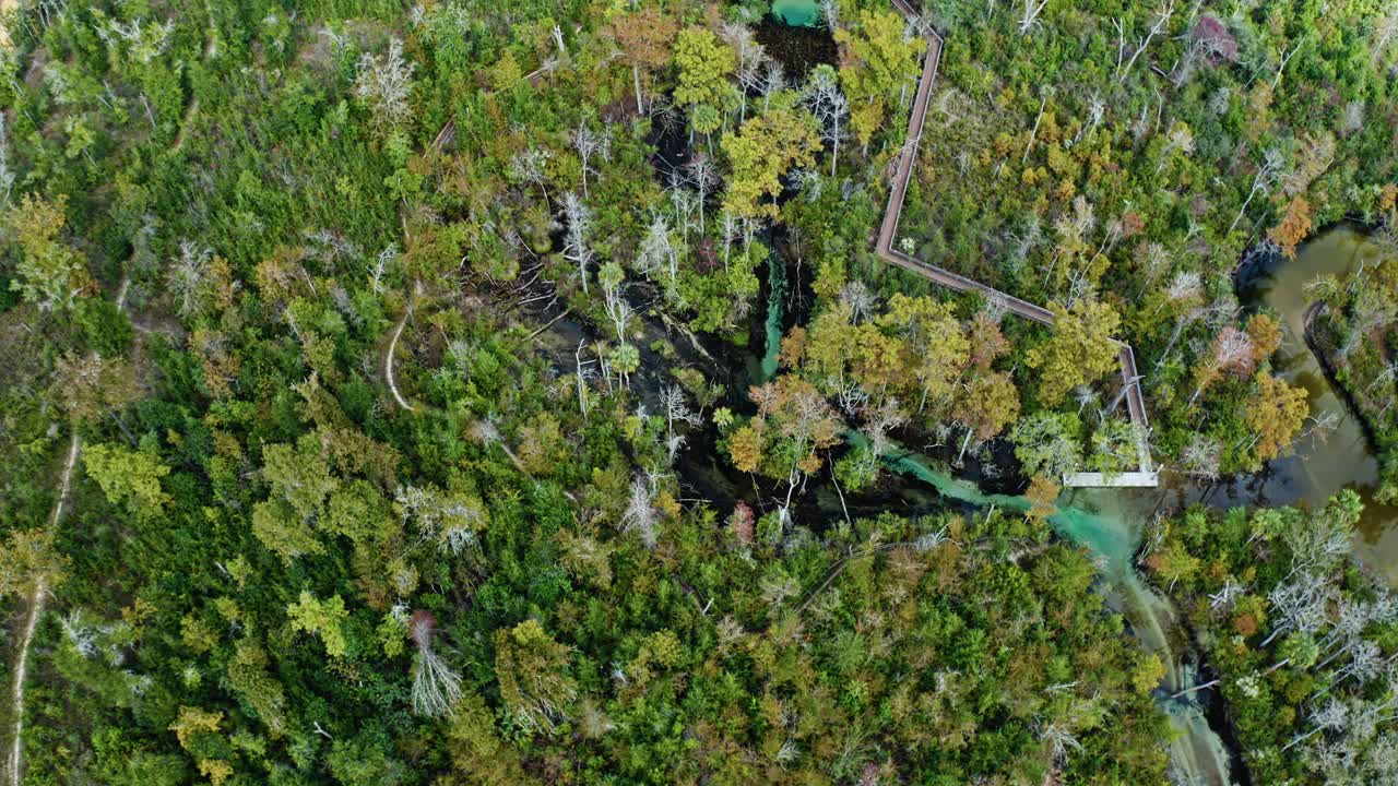 A mesmerizing aerial perspective captures turquoise spring water weaving through the dense Florida forest near Pitt and Sylvan Springs, with wooden pathways and lush seasonal foliage