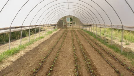 drone gimbal up showing greenhouse´s interior with sprouted tomato crop and irrigation lines