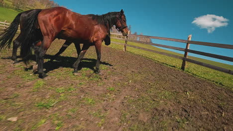 black and brown horses walk together grazing in paddock