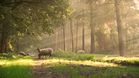 Filmische-Sonnenstrahlen,-Die-Eine-Schafherde-Einfangen,-Die-Im-Wald-Füttert