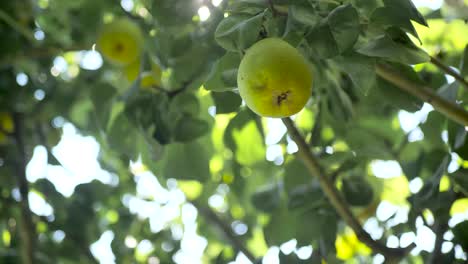 Pear tree