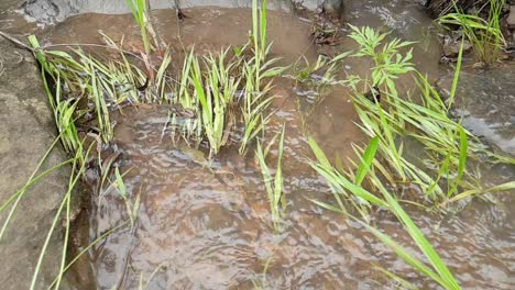 meditar tranquila y pacíficamente el agua que fluye de un arroyo de agua de manantial de montaña corriendo por enormes losas de piedra arenisca de roca con hojas de plantas verdes, agua potable cristalina