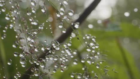 dew drops on grass