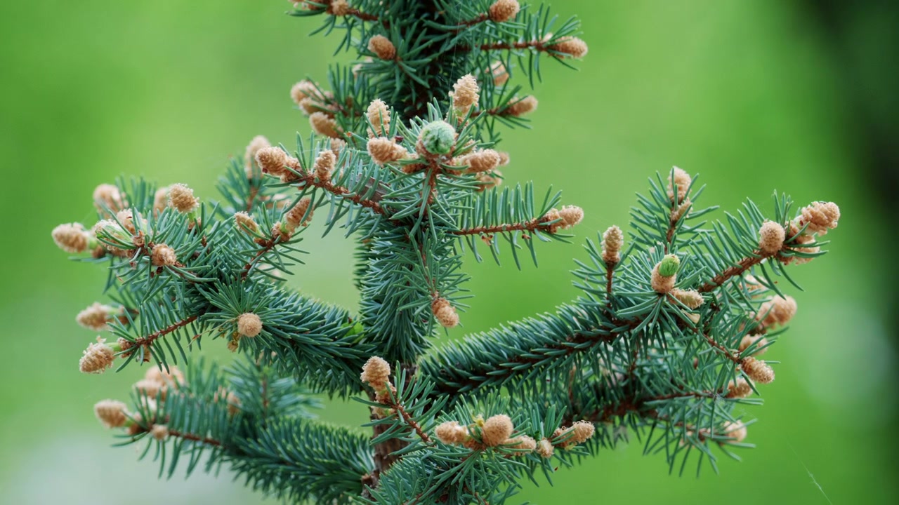 Eine Detailaufnahme eines Kiefernzweigs mit frischen Knospen vor einem sanften grünen Hintergrund