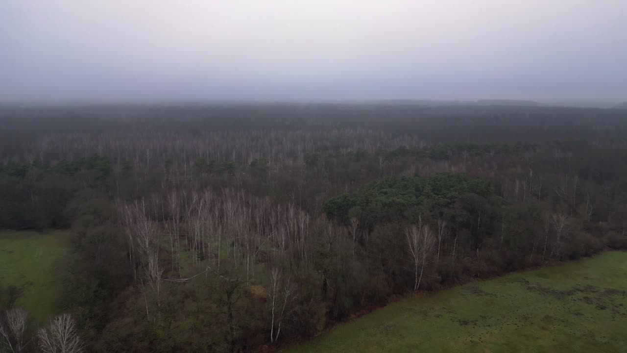 어고 우울한 분위기에서 안개 숲 근처의 도로에서 운전하는 자동차. 화려한 공중 전망 비행 오버플라이 오버 드론