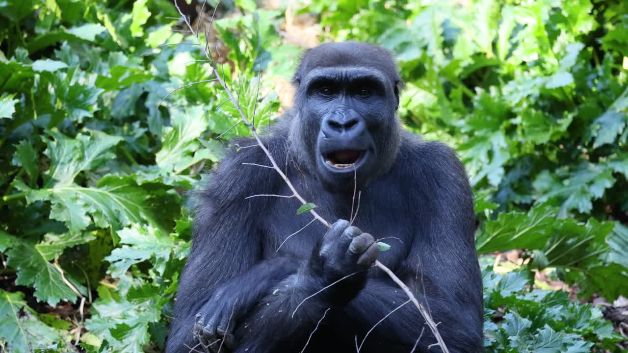 Gorilla che si gode un pasto in una vegetazione lussureggiante