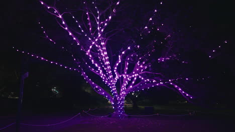 Instalación-De-Luz-Brillante-En-Un-árbol-En-Los-Jardines-Botánicos-De-Sydney-Durante-Una-Toma-De-Seguimiento-Vívida-En-Cámara-Lenta