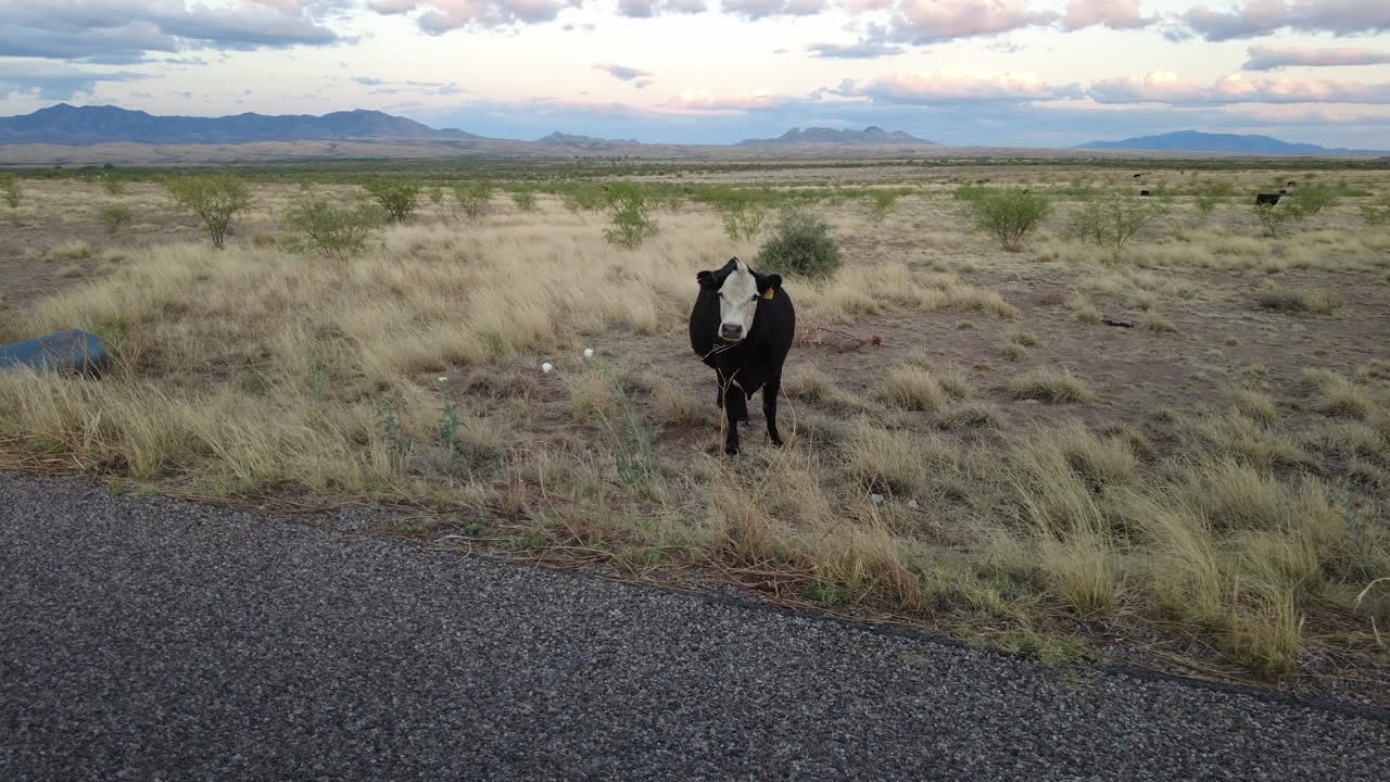 conducción por vaca solitaria asustada en el campo en sonoita arizona