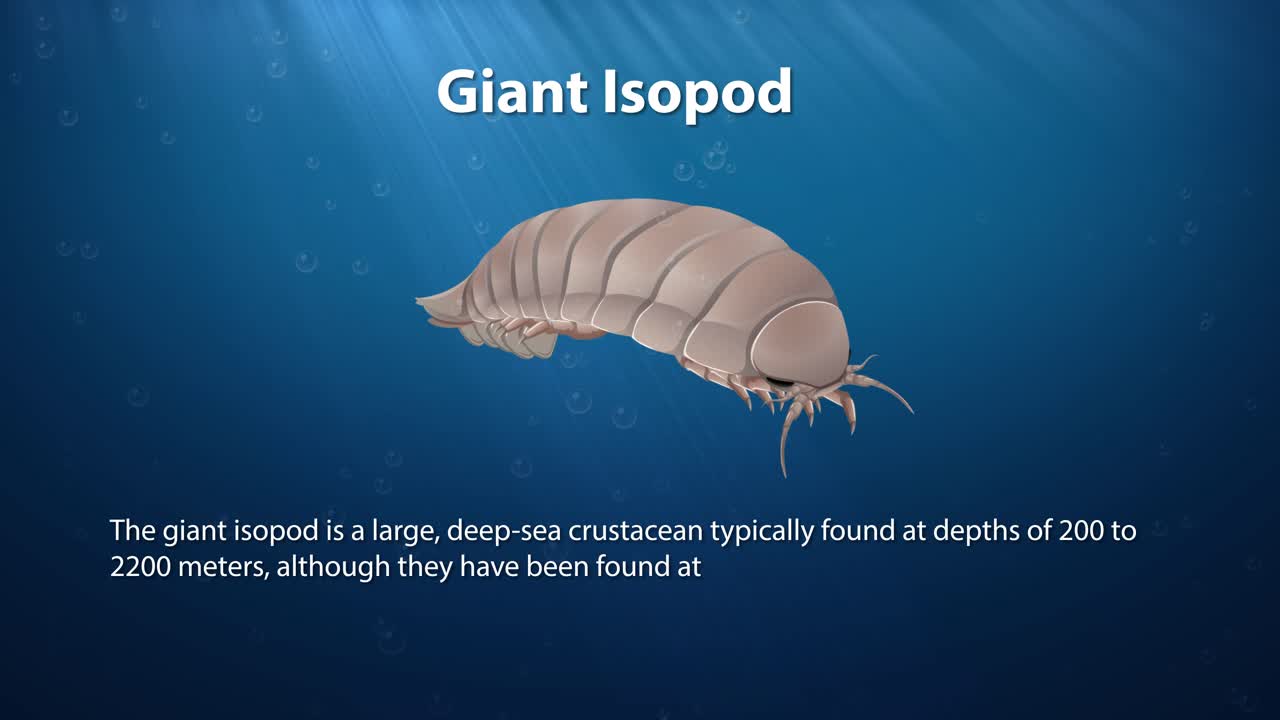 거대한 이소포드는 바다의 깊이를 우아하게 건너간다.
