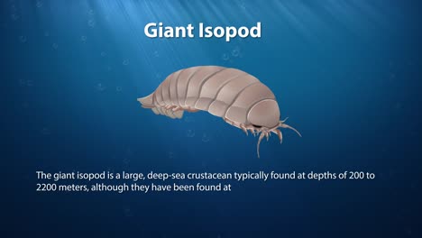 giant isopod traverses the ocean depths gracefully.