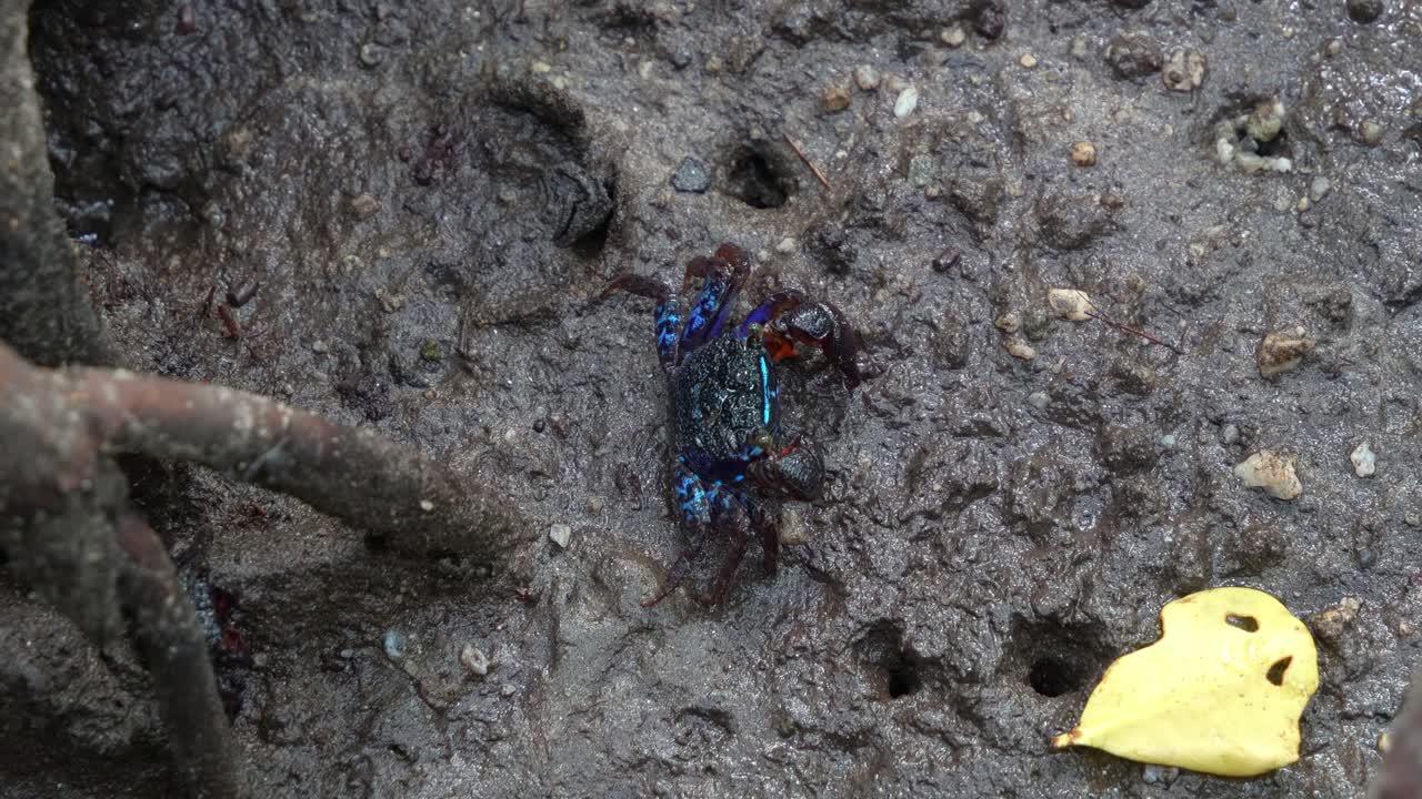Face banded crab foraging on the sediments around the mangrove roots in the intertidal flats, close up shot of the marine creature during low tide period