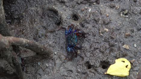 face banded crab foraging on the sediments around the mangrove roots in the intertidal flats, close up shot of the marine creature during low tide period