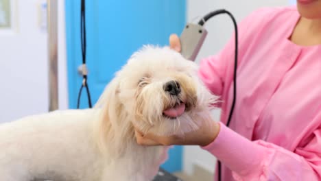 perro blanco en una tienda de mascotas con una chica cortando el pelo