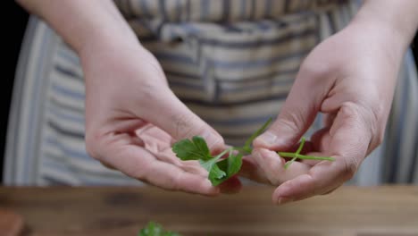 chef cutting fresh parsley leaves with hands and fingers